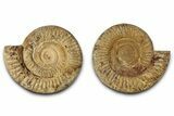 Cut & Polished Jurassic Ammonite (Perisphinctes) Fossil #336420-1